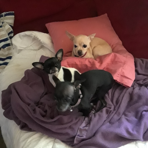 Meet your Posher, Jaxx - Picture 1 of 1